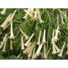Russelia juncae alba
