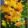Ruttya speciosa