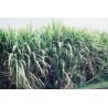 Saccharum officinarum