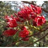 Schotia brachypetala