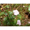 Serissa foetida