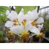 Sparmania africana