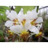 Sparmania africana