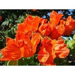 Spathodea campanulata