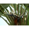 Strelitzia nicolaie