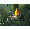 Strelitzia reginae