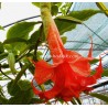 Brugmansia Thea's Liebling