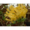 Tecoma capensis jaune