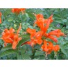 Tecoma capensis orange
