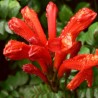 Tecoma capensis rouge