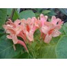 Tecoma capensis saumon