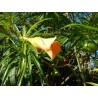Thevetia peruviana orange