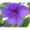 Tibouchina urvilliana