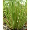 Vetyveria zizanoides