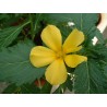 Turnera ulmifolia