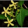 Wrightia natalensis