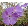 Hibiscus alyogine huegelli