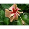 Hibiscus antilles saumon