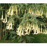Brugmansia versicolor maya
