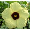 Hibiscus callyphillus