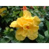 Hibiscus crown of bohemia
