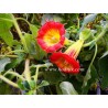 Brugmansia sanguinea