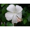 Hibiscus fidji