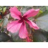 Hibiscus fiji island