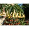 Brugmansia versicolor grand marnier