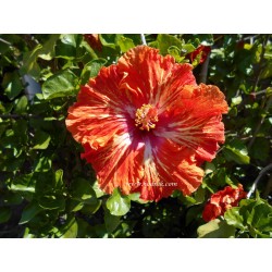 Hibiscus lady cilento