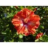 Hibiscus lady cilento