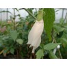 Hibiscus malvaviscus blanc