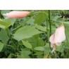 Hibiscus malvaviscus rose