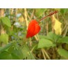 Hibiscus malvaviscus rouge