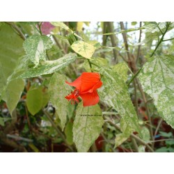 Hibiscus malvaviscus variegata rouge