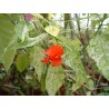 Hibiscus malvaviscus variegata rouge