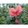 Hibiscus pink shower