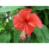 Hibiscus rouge tropique