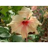 Hibiscus rowena's weeding