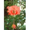 Hibiscus schizopetalus royal