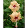 Hibiscus sprinkle rain