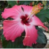 Hibiscus painted lady
