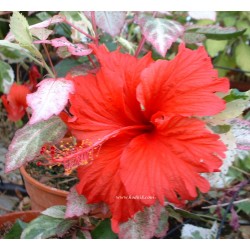 Hibiscus surinam