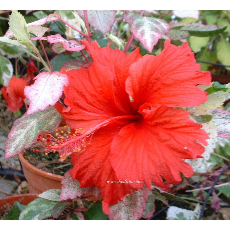 Hibiscus surinam