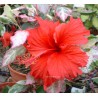 Hibiscus surinam