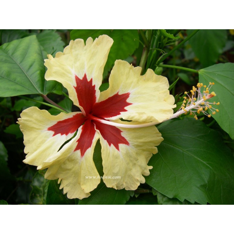 Hibiscus sylvia goodman