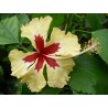 Hibiscus sylvia goodman
