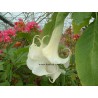 Brugmansia species logees