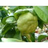Citrus aurantium