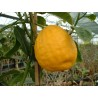 Citrus cedrat de corse